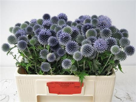 Echinops Blue Globe
