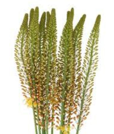 Eremurus Bolero