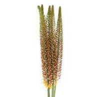 Eremurus Cleopatra