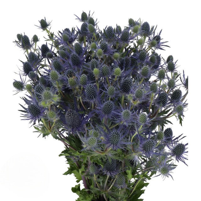 Eryngium Lagoon Blue