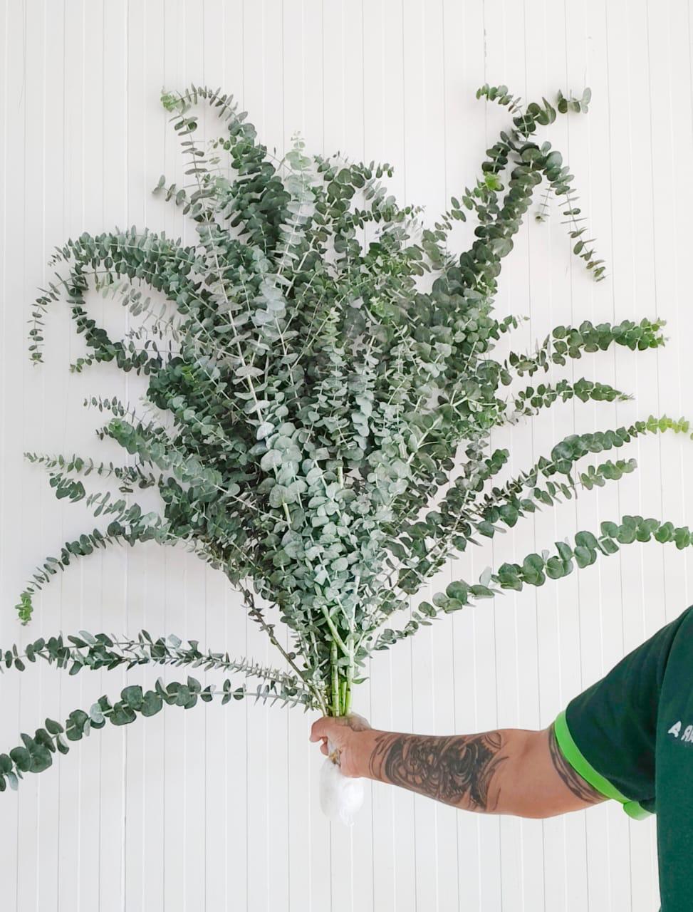 Eucalyptus Babyblue