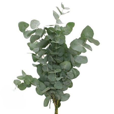 Eucalyptus Cineria