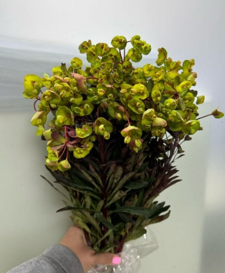 Euphorbia Purpurea