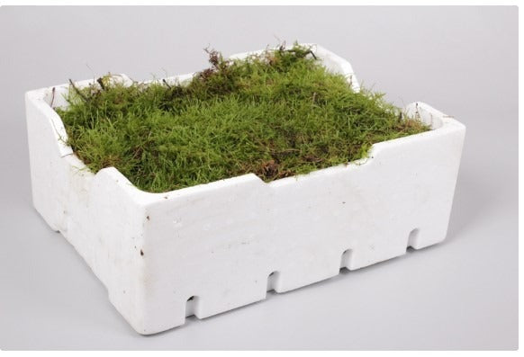 Flat Moss