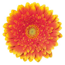 Gerbera Franky