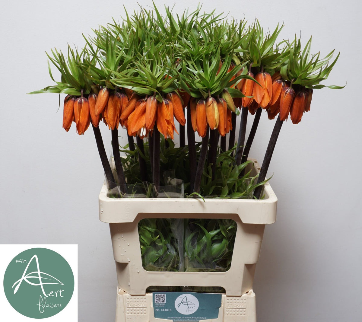 Fritillaria Imperialis Sunset
