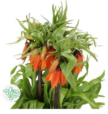 Fritillaria Orange Beauty