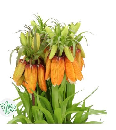 Fritillaria Orange Sweet