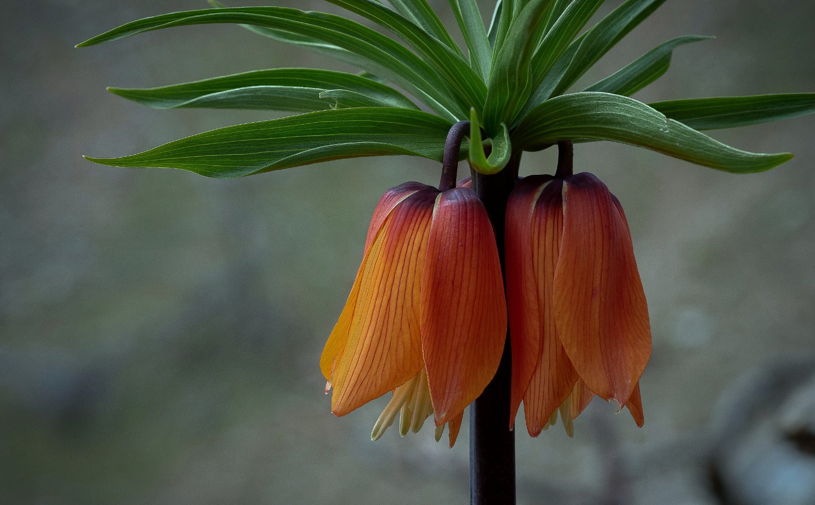 Fritillaria Tulipa Dragonfruit