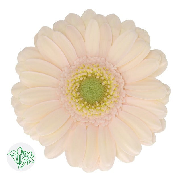 Gerbera Alix Noor