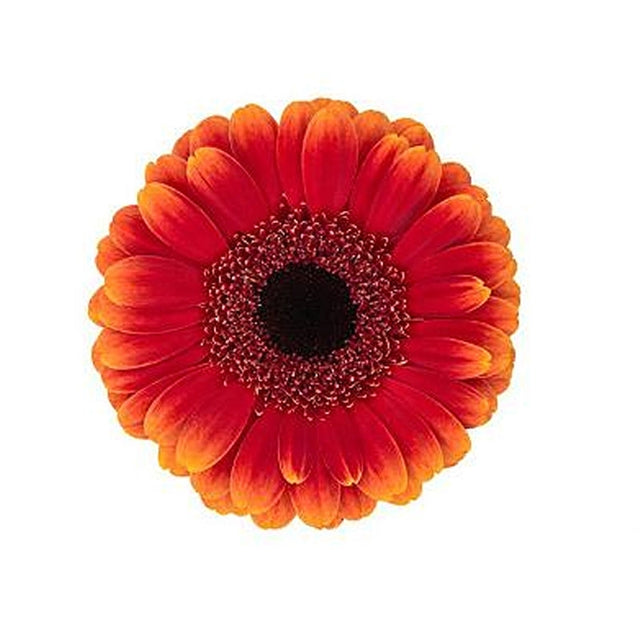 Gerbera Allround