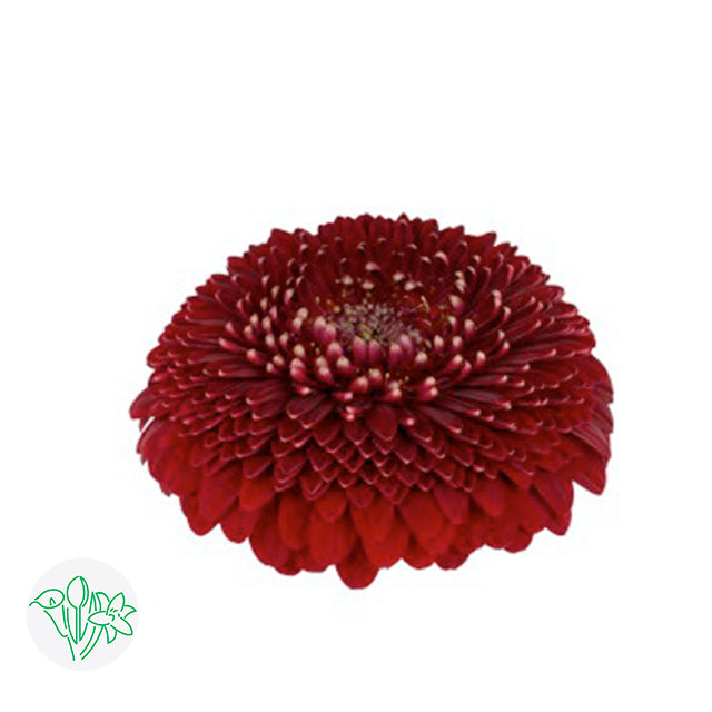 Gerbera Black Pearl