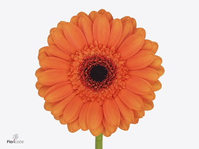Gerbera Bueno