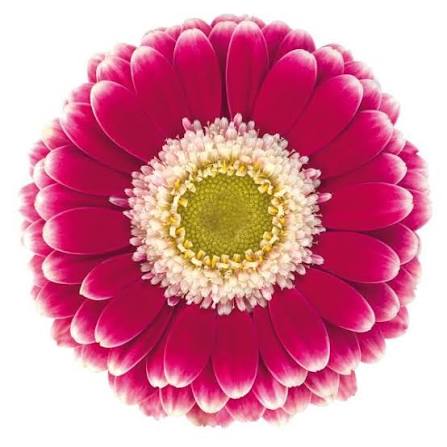 Gerbera Cassis