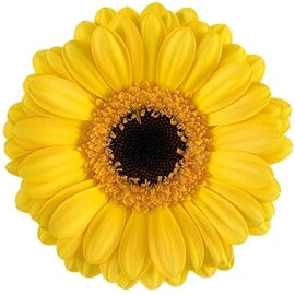 Gerbera Delmonte