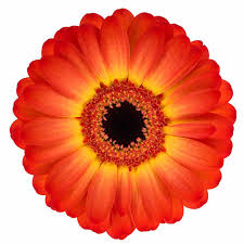 Gerbera Flamazing