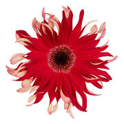 Gerbera Gerpasta Fire