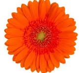 Gerbera Henry