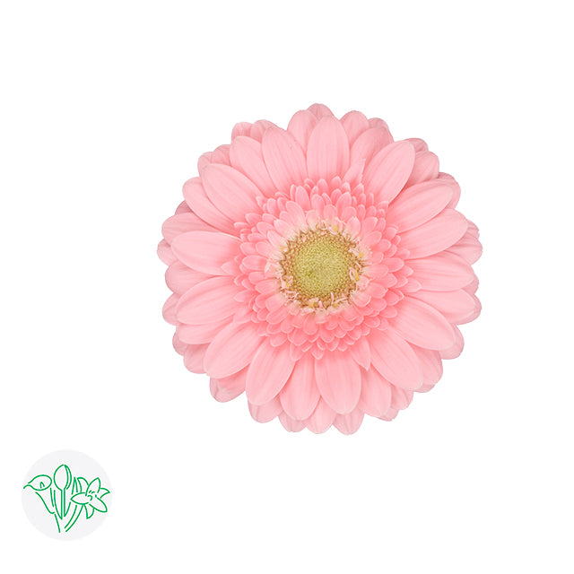 Gerbera Juna