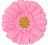 Gerbera Kirtsey