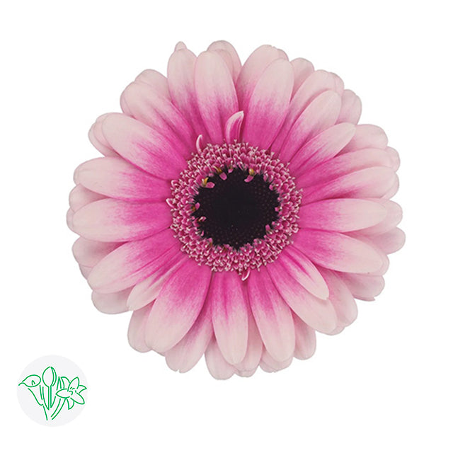 Gerbera Leando