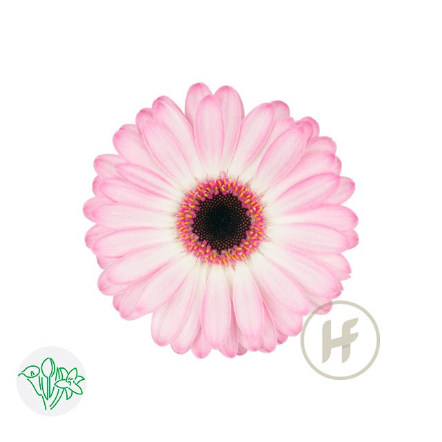Gerbera Lollipop