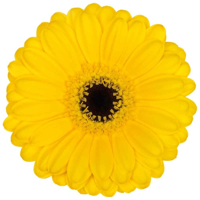 Gerbera Pacman