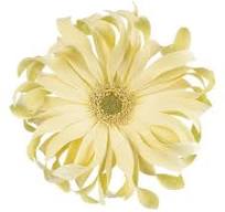Gerbera Pasta Carbonara