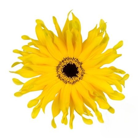 Gerbera Pasta Solomio