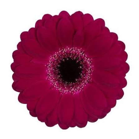 Gerbera Platini