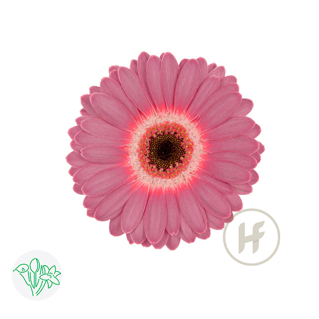 Gerbera Purple Wonder