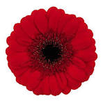 Gerbera Red Ruby