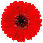 Gerbera Suri