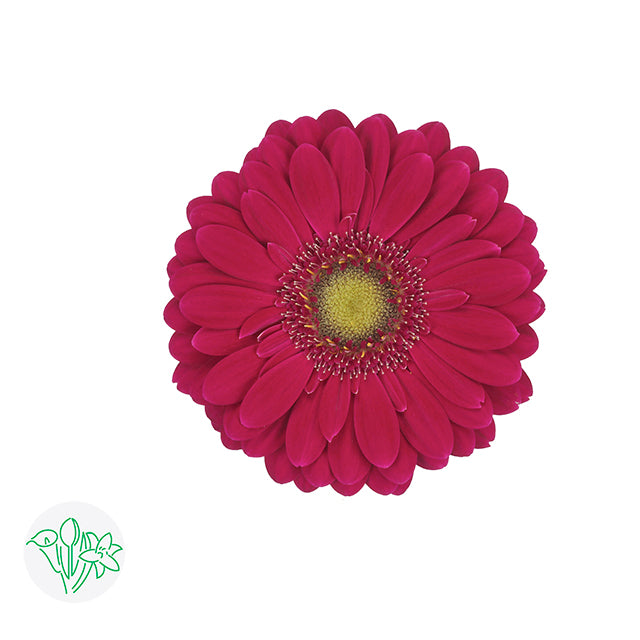 Gerbera Vivian