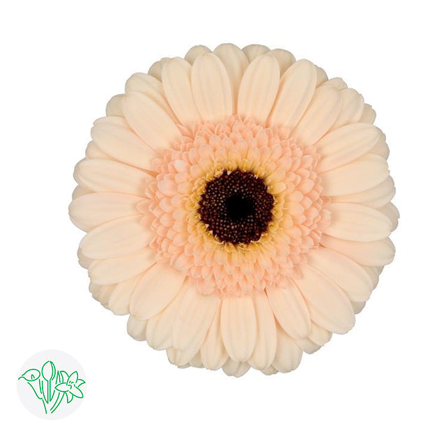 Gerbera Cafe