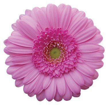 Germini Pinky