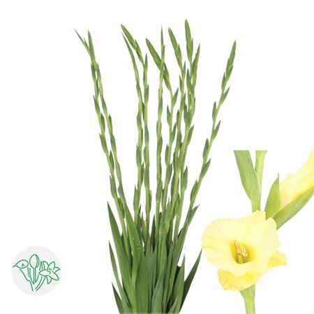 Gladiolus Bra Val