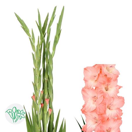 Gladiolus Karma