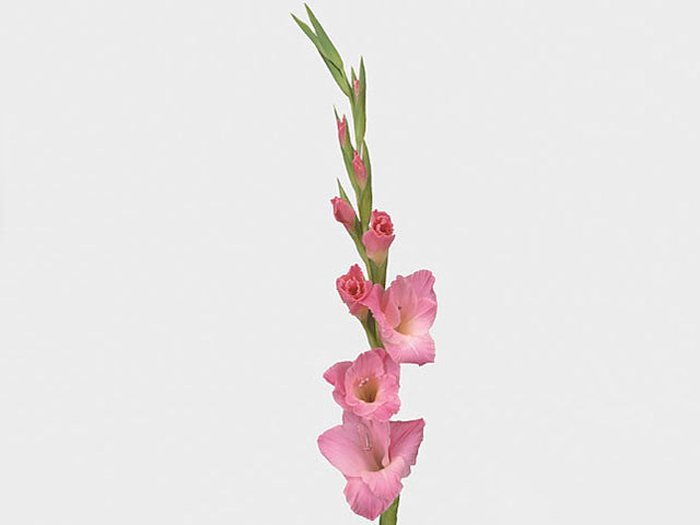 Gladiolus Pink
