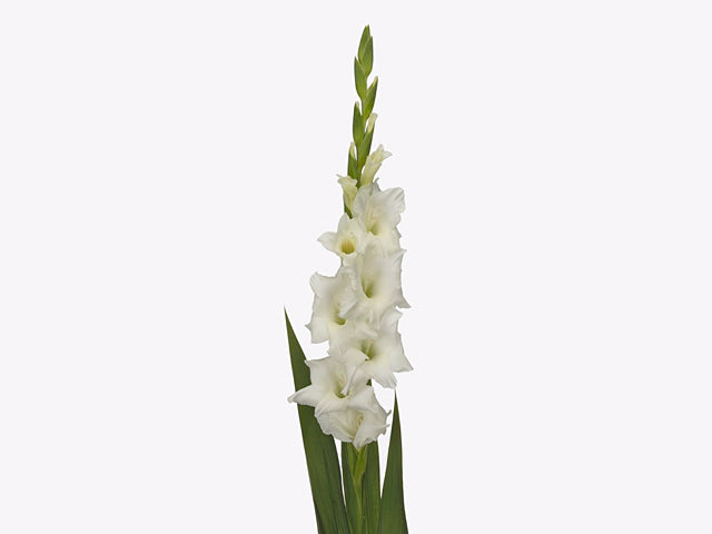 Gladiolus White
