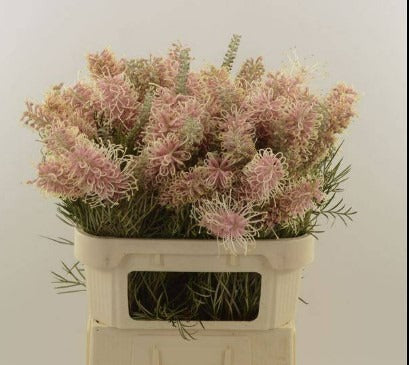Grevillea Cal Gem