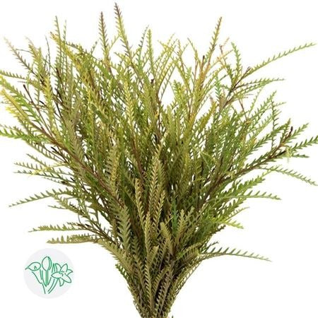 Grevillea Ivanhoe