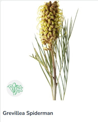 Grevillea Spiderman