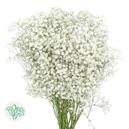 Gypsophila Excellence