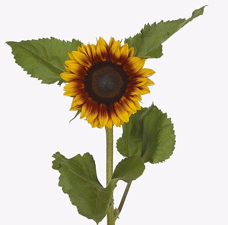 Helianthus Marley