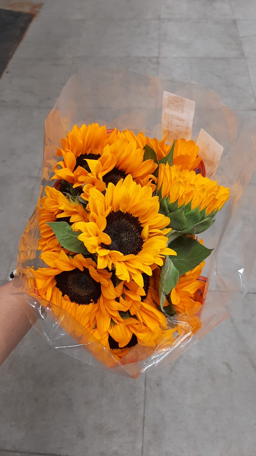 Helianthus Orange Fire