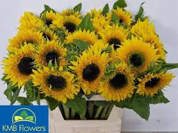 Helianthus Starbus Panache