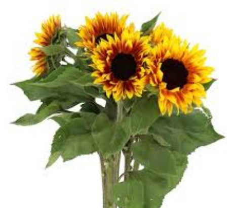Helianthus Ziggy