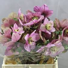 Helleborous Penny Pink