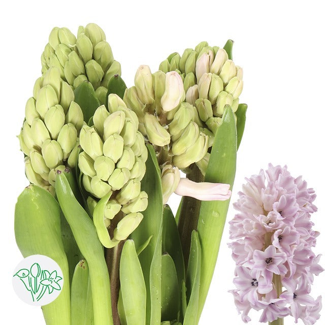Hyacinthus Fondant